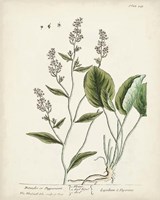 Antique Herbs V Fine Art Print