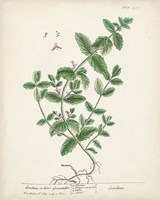 Antique Herbs IX Fine Art Print