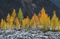 Alpine Larches North Cascades Fine Art Print