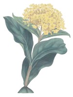 Harlequin Floral Cool Fine Art Print