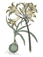 Vintage Floral I on White Fine Art Print