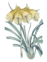 Antique Botanical XXIV Cool Fine Art Print