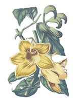 Antique Botanical XVIII Cool Fine Art Print