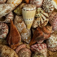 Mini Conch Shells I Fine Art Print