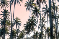 Palms View on Pink Sky II Fine Art Print
