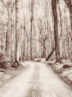 Road in the Woods Fine Art Print