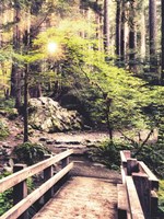 Sunlight on the Forest Path Fine Art Print