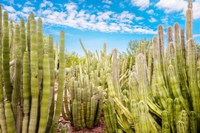 Cactus Garden Fine Art Print