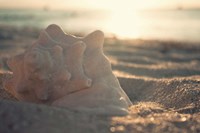 Concha I Fine Art Print