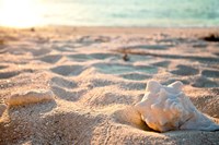 Concha III Fine Art Print