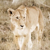 Lioness in Kenya (sepia) Fine Art Print