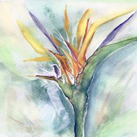 Bird of Paradise I Fine Art Print