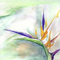 Bird of Paradise II Fine Art Print