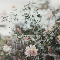 Spring Views Fine Art Print