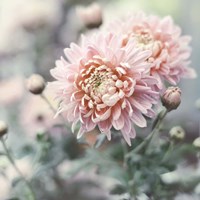 Muted Daisy Fine Art Print