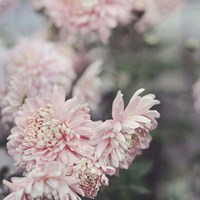 Evening Blooms Fine Art Print