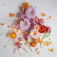 Fresh Bloom Fine Art Print