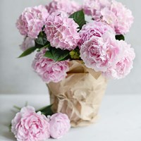 Pink Blooms Fine Art Print