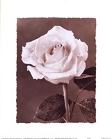 Rose by Dick and Diane Stefanich - 8" x 10"