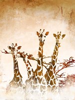 Safari Giraffe II Fine Art Print