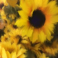 Sunflower Fine Art Print