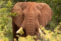 Elephant on Alert Fine Art Print