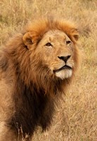 Lion's Intent Stare Fine Art Print