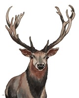 Elk Fine Art Print