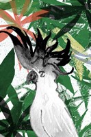 Hidden Cockatoo Fine Art Print