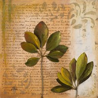 Botanica II Fine Art Print