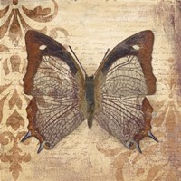 Butterfly Fine Art Print