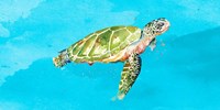 Green Turtle on Light Blue Fine Art Print
