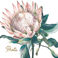 Protea I Fine Art Print