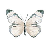 Steady Wings III Framed Print