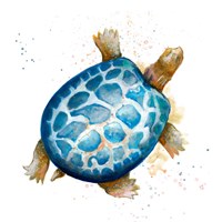 Tortuga Azul Square Fine Art Print