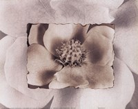 Magnolia by Dick and Diane Stefanich - 10" x 8"