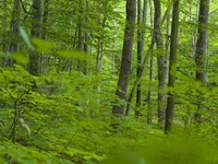 The Woodland Hainich in Thuringia Fine Art Print