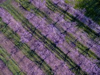 Peach Orchard in Spring, Marion County, Illinois Fine Art Print