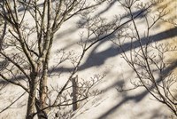 Wall Detail, Nantucket Island Fine Art Print