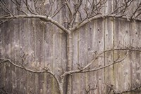 Provincetown Winter Vines, Cape Cod Fine Art Print