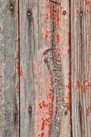 Close-up of Knot Hole Fine Art Print