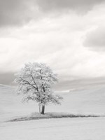 Infrared of Lone Tree in Wheat Field 1 Fine Art Print