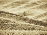 Infrared of Lone Tree in Wheat Field 2 Fine Art Print