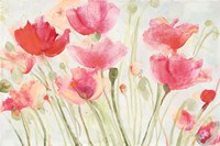 Blush Poppies Fine Art Print