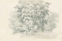 Edge of the Woods Sketch Fine Art Print