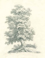 Tree Study II Fine Art Print