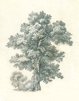 Tree Study I Fine Art Print
