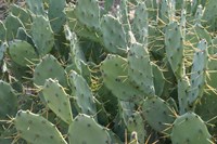 Prickly Pear Cactus Fine Art Print
