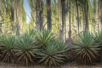 Sisal Plants Fine Art Print