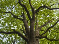 Giant Oak Hainich Woodland In Thuringia, Germany Fine Art Print